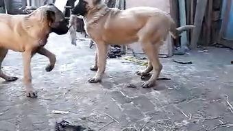 坎高犬打架视频,力量与勇气的对决