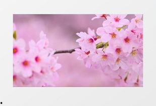 桃花视频文案,桃花视频文案解析