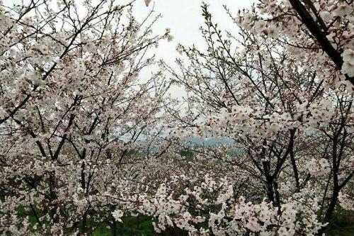 赤水新闻视频,聚焦本土发展，展现赤水风采