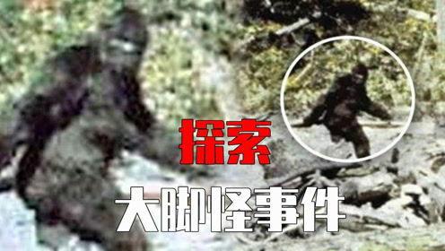 捉四喜视频,欢乐四喜闹新春