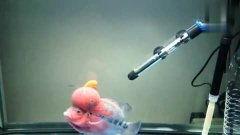 最大罗汉鱼视频,揭秘水中霸主的壮丽风采