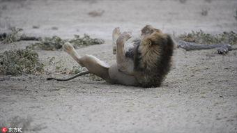挠动物痒痒视频,揭秘宠物间的欢乐互动瞬间