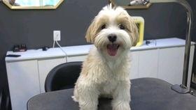 给狗美容视频教程