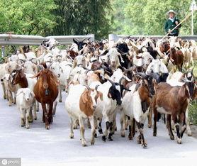 绵羊难产视频,兽医紧急救援，见证生命奇迹