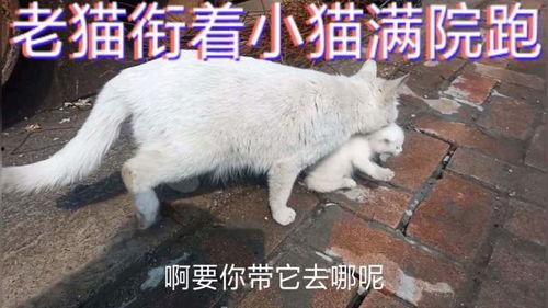 搞笑老猫视频,老猫的欢乐时光