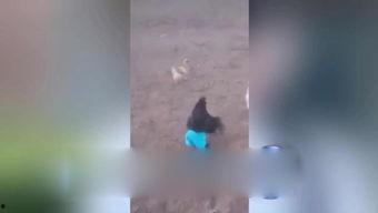 翻小鸡视频,趣味互动，轻松学习新技能